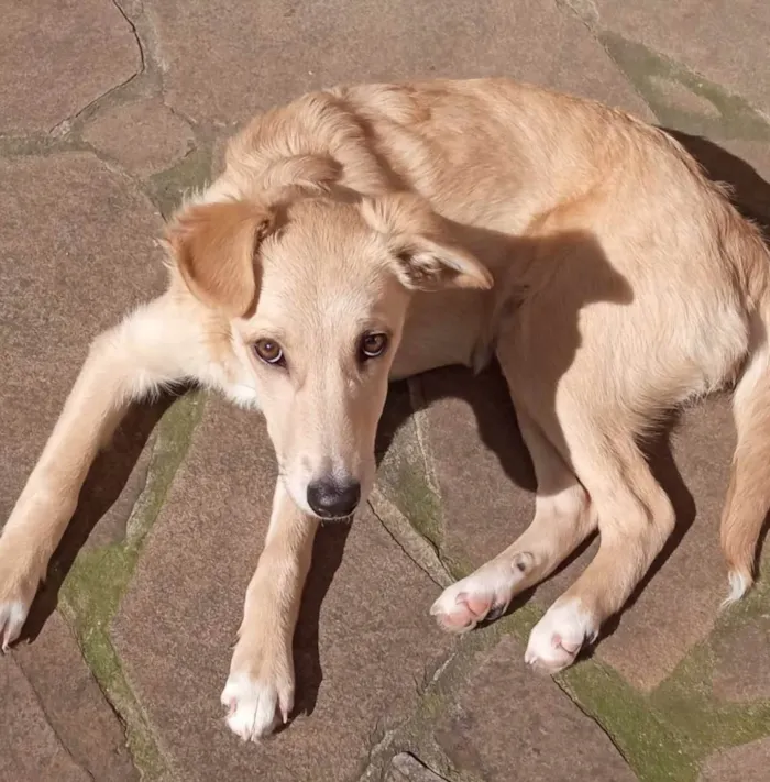 Cachorro ra a SRD-ViraLata idade 2 a 6 meses nome CASSANDRA