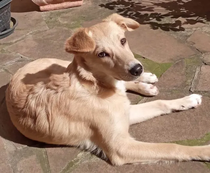 Cachorro ra a SRD-ViraLata idade 2 a 6 meses nome CASSANDRA