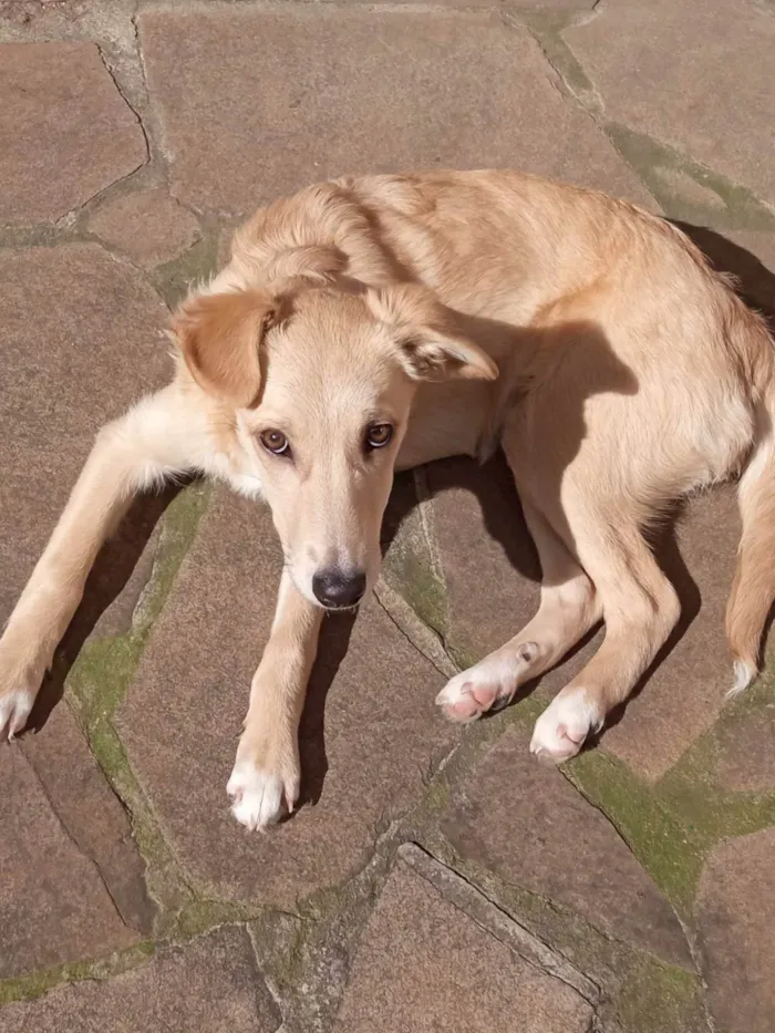 Cachorro ra a SRD-ViraLata idade 2 a 6 meses nome CASSANDRA