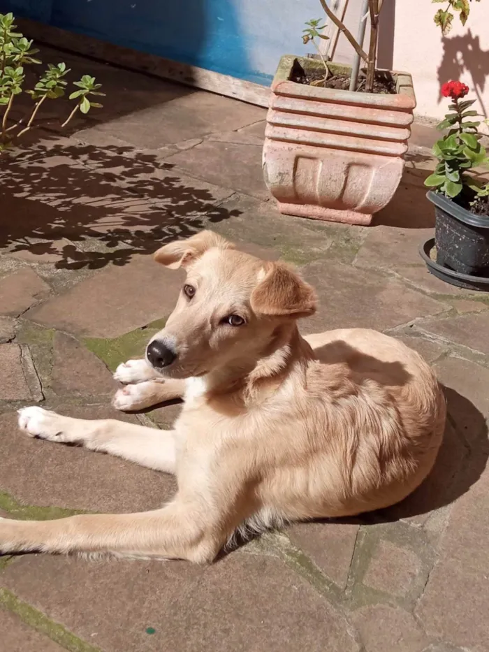 Cachorro ra a SRD-ViraLata idade 2 a 6 meses nome CASSANDRA