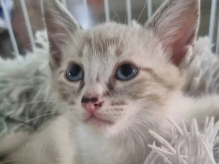 Gato ra a SRD-ViraLata idade Abaixo de 2 meses nome Olhos azuis