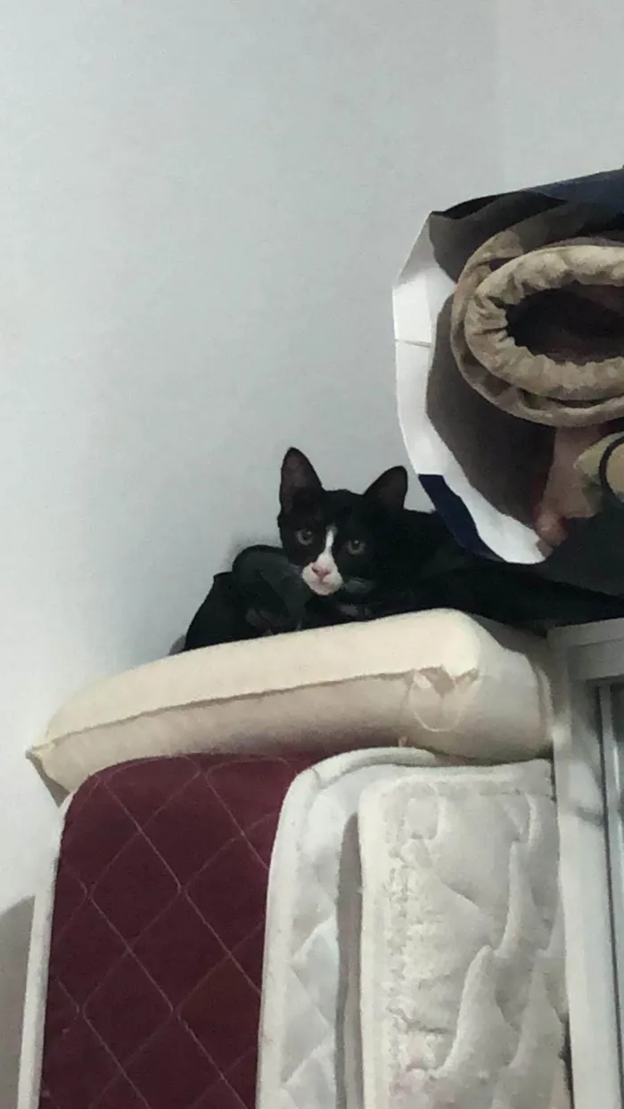 Gato ra a SRD-ViraLata idade 2 anos nome Maya