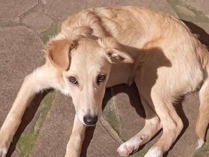 Cachorro ra a SRD-ViraLata idade 2 a 6 meses nome CASSANDRA