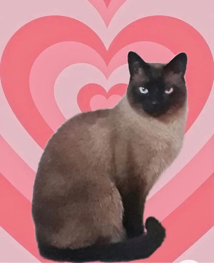 Gato ra a SRD-ViraLata idade 1 ano nome Nick 1aninho lindo e um amor 