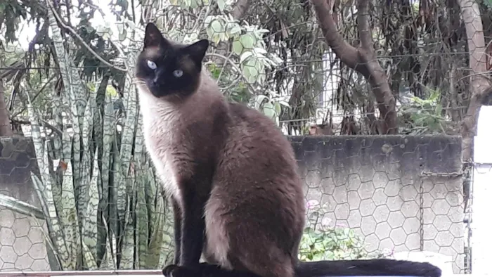 Gato ra a SRD-ViraLata idade 1 ano nome Nick 1aninho lindo e um amor 