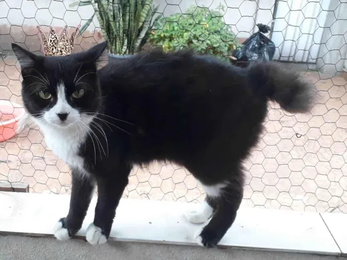 Gato ra a SRD-ViraLata idade 1 ano nome Cotoco pelo longo 