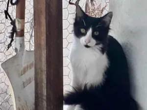 Gato raça SRD-ViraLata idade 7 a 11 meses nome Jade bb11meses pelo longo 