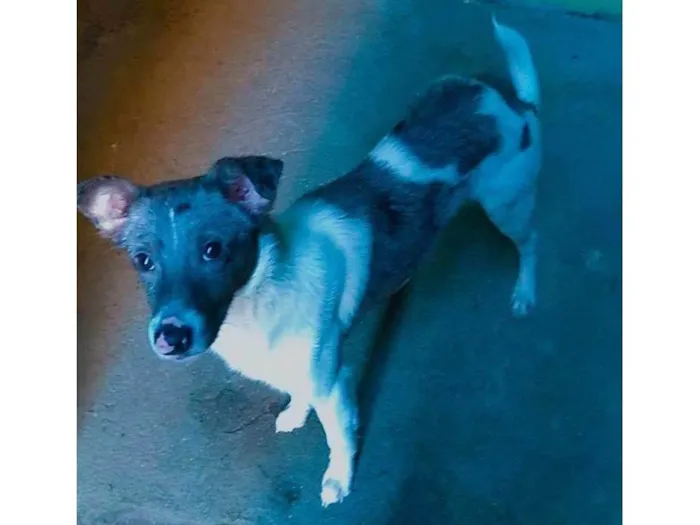 Cachorro ra a Raça não definida idade 7 a 11 meses nome Snoop