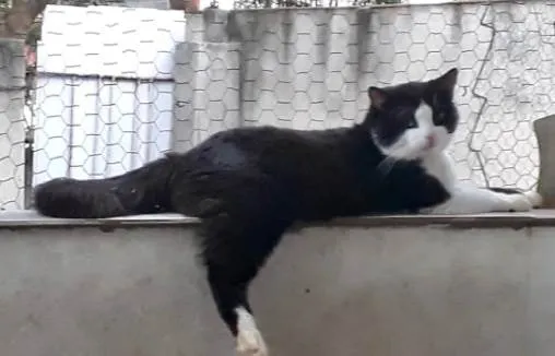 Gato ra a SRD-ViraLata idade 1 ano nome Bolachão pelo longo lindo 