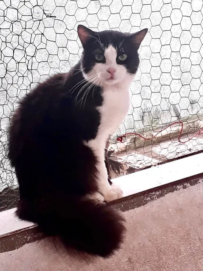 Gato ra a SRD-ViraLata idade 1 ano nome Bolachão pelo longo lindo 