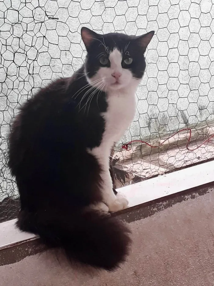 Gato ra a SRD-ViraLata idade 1 ano nome Bolachão pelo longo lindo 