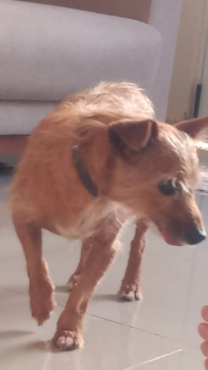 Cachorro ra a SRD-ViraLata idade 6 ou mais anos nome Thor