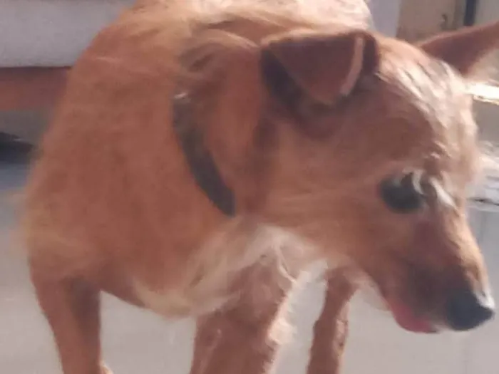 Cachorro ra a SRD-ViraLata idade 6 ou mais anos nome Thor