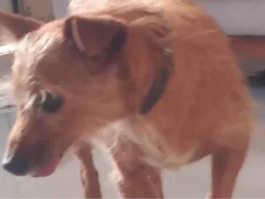 Cachorro raça SRD-ViraLata idade 6 ou mais anos nome Thor