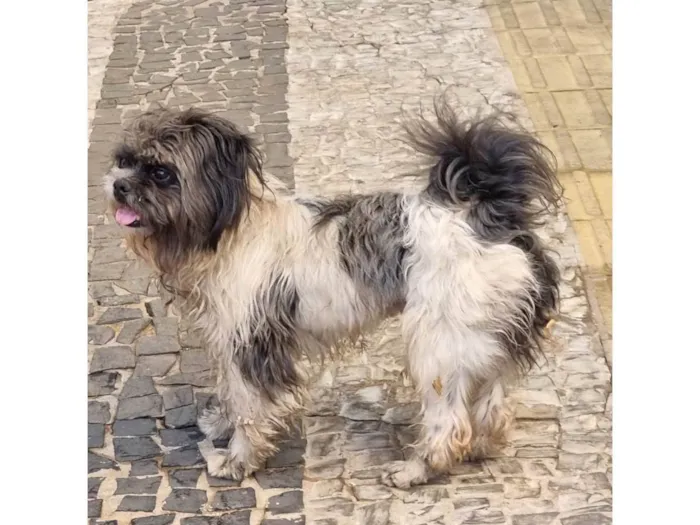 Cachorro ra a Shitzu idade 2 anos nome S/N