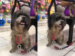 Cachorro raça Shitzu idade 2 anos nome S/N