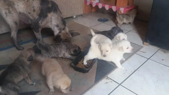 Cachorro ra a SRD-ViraLata idade Abaixo de 2 meses nome Cachorrinhos do mato