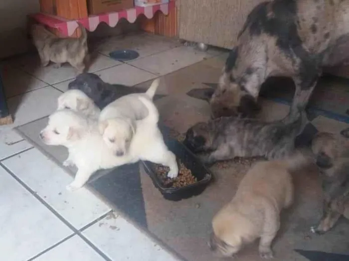 Cachorro ra a SRD-ViraLata idade Abaixo de 2 meses nome Cachorrinhos do mato