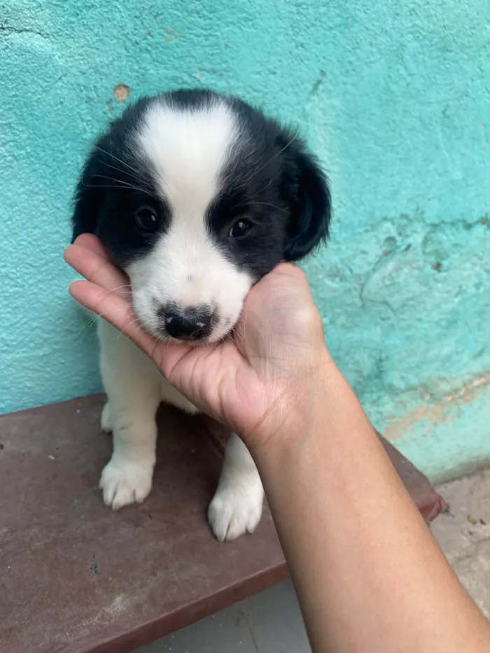 Cachorro ra a SRD-ViraLata idade Abaixo de 2 meses nome Sem nome 