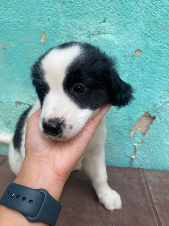 Cachorro ra a SRD-ViraLata idade Abaixo de 2 meses nome Sem nome 