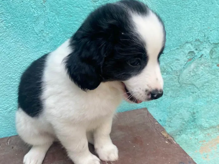 Cachorro ra a SRD-ViraLata idade Abaixo de 2 meses nome Sem nome 