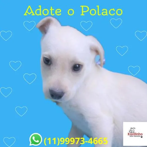 Cachorro ra a SRD-ViraLata idade 2 a 6 meses nome Polaco 