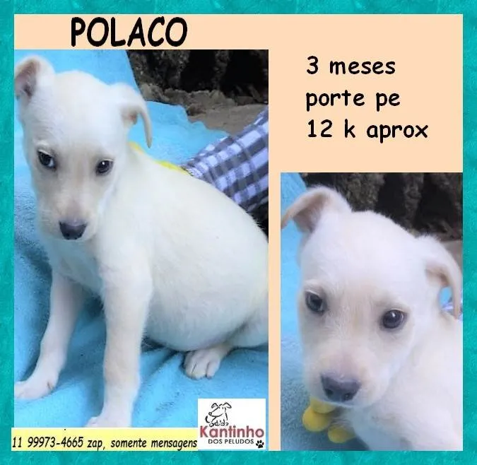 Cachorro ra a SRD-ViraLata idade 2 a 6 meses nome Polaco 