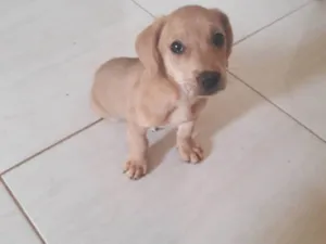 Cachorro raça SRD-ViraLata idade 2 a 6 meses nome Sem nome 