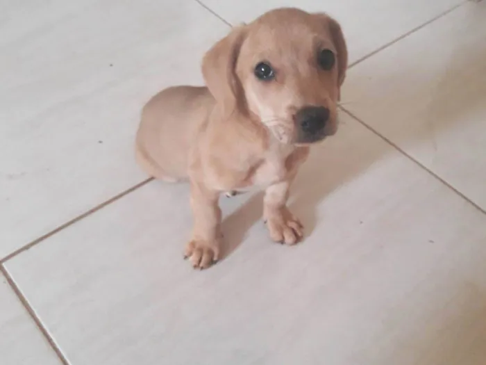 Cachorro ra a SRD-ViraLata idade 2 a 6 meses nome Sem nome 