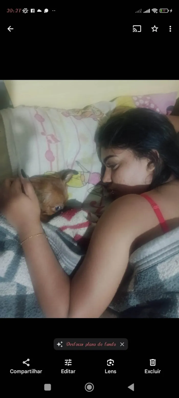 Cachorro ra a Pinscher idade 2 a 6 meses nome Maya