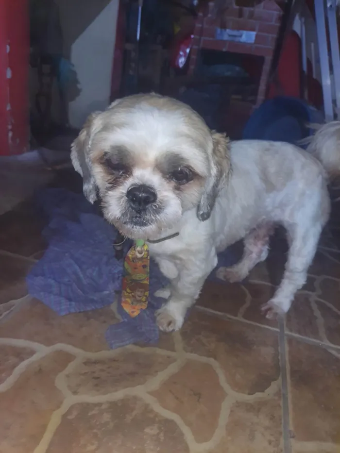 Cachorro ra a Shitzu idade 5 anos nome Amigo