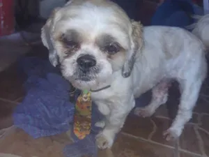 Cachorro raça Shitzu idade 5 anos nome Amigo