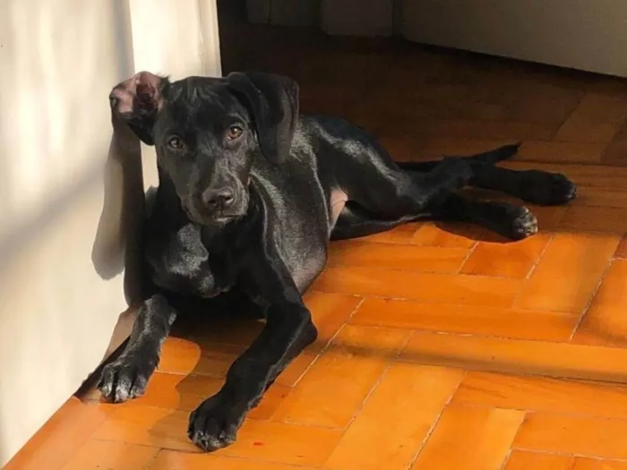 Cachorro ra a Dálmata idade 2 a 6 meses nome JADE