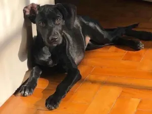 Cachorro raça Dálmata idade 2 a 6 meses nome JADE