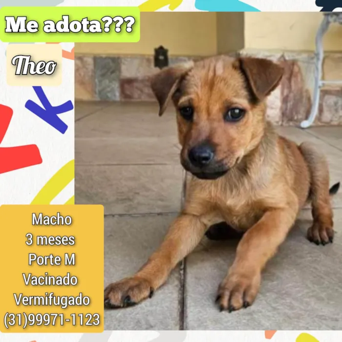 Cachorro ra a SRD-ViraLata idade 2 a 6 meses nome Theo