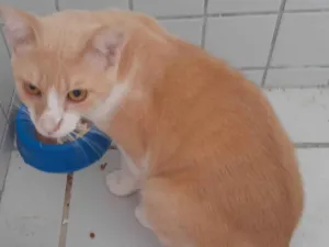 Gato raça SRD-ViraLata idade 1 ano nome Júpiter