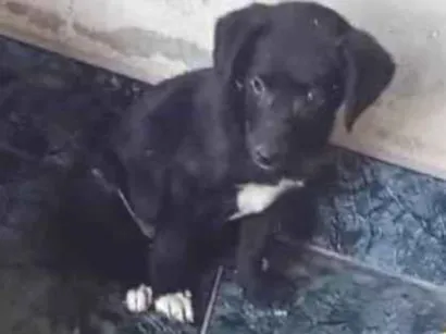 Cachorro raça SRD-ViraLata idade 2 a 6 meses nome Não tem