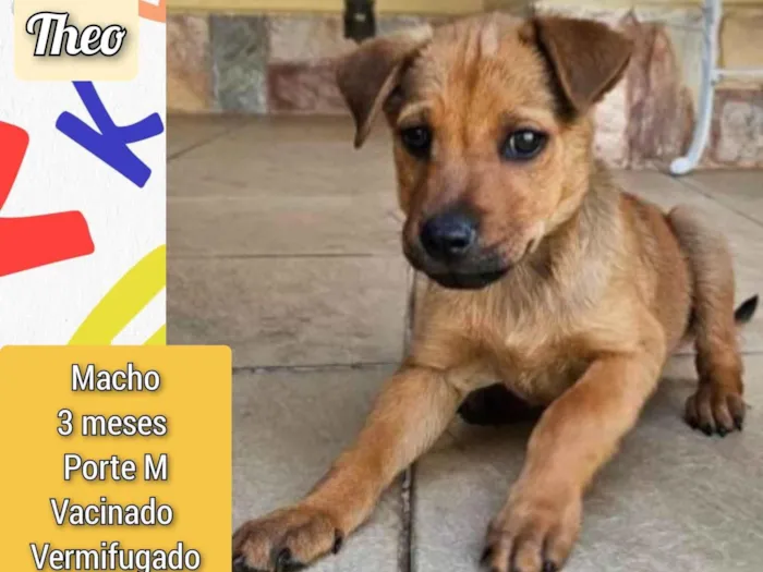 Cachorro ra a SRD-ViraLata idade 2 a 6 meses nome Theo