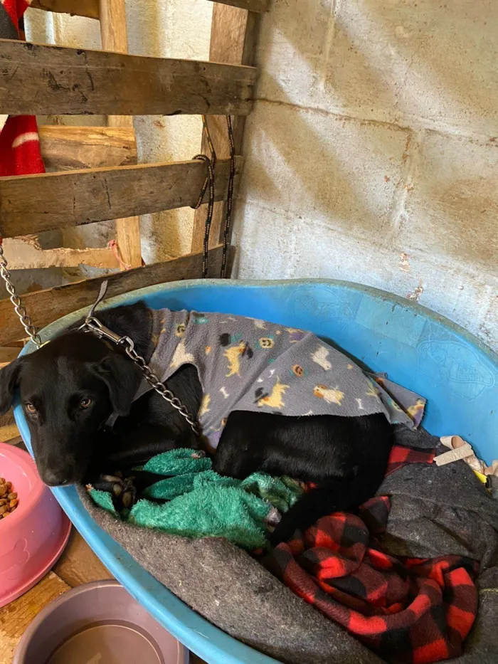 Cachorro ra a SRD-ViraLata idade 4 anos nome Vênus