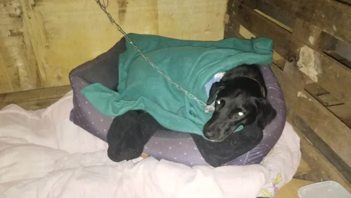 Cachorro ra a SRD-ViraLata idade 4 anos nome Vênus