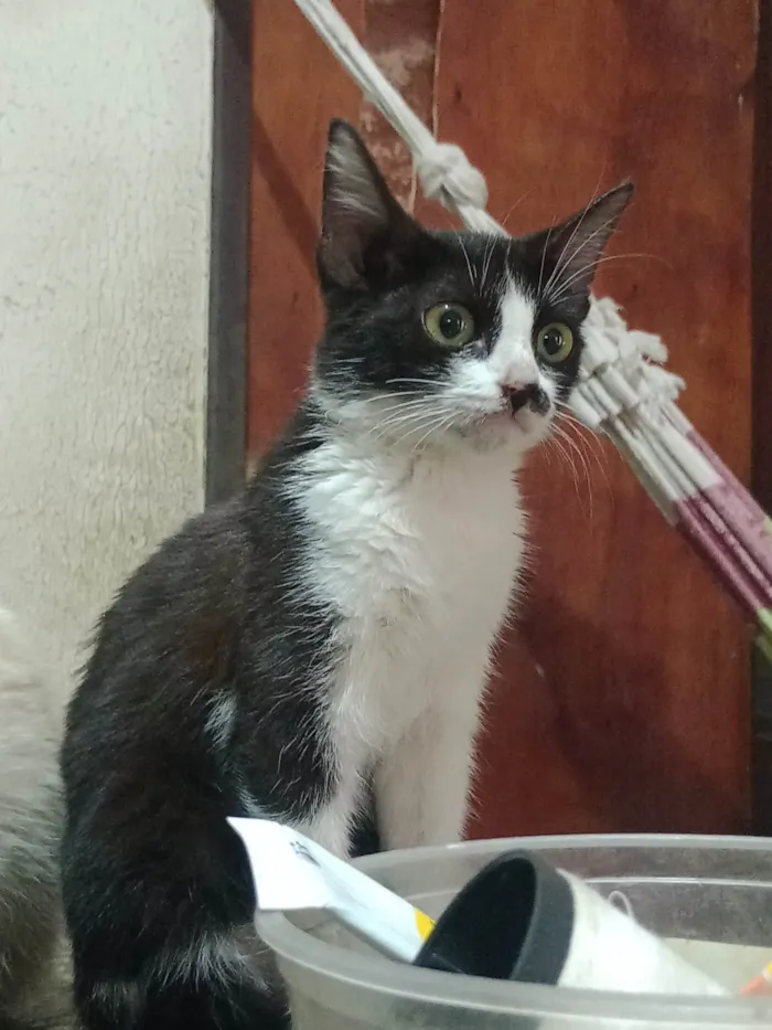 Gato ra a SRD-ViraLata idade 2 a 6 meses nome Nana