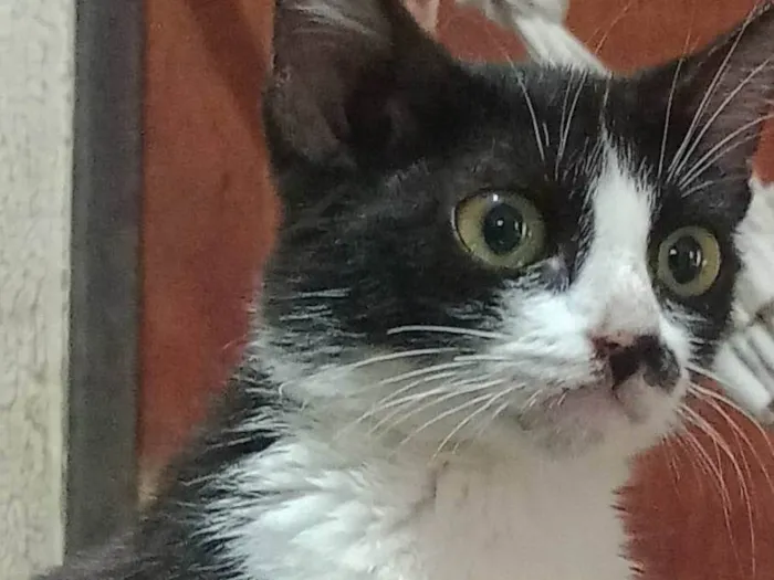 Gato ra a SRD-ViraLata idade 2 a 6 meses nome Nana