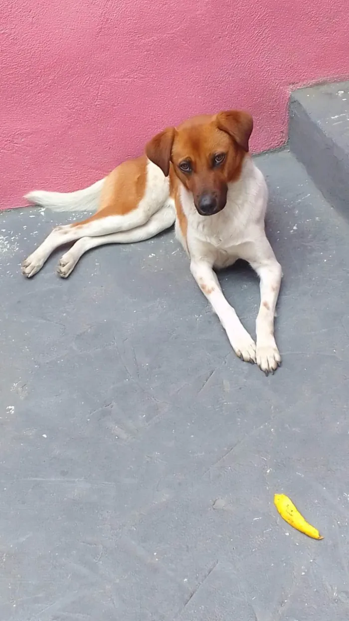 Cachorro ra a SRD-ViraLata idade 2 a 6 meses nome Jully