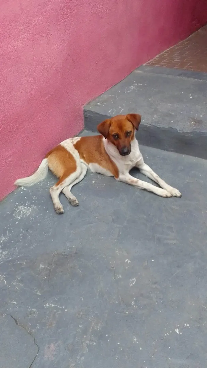 Cachorro ra a SRD-ViraLata idade 2 a 6 meses nome Jully