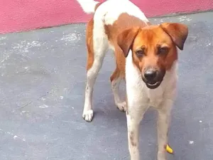 Cachorro raça SRD-ViraLata idade 2 a 6 meses nome Jully