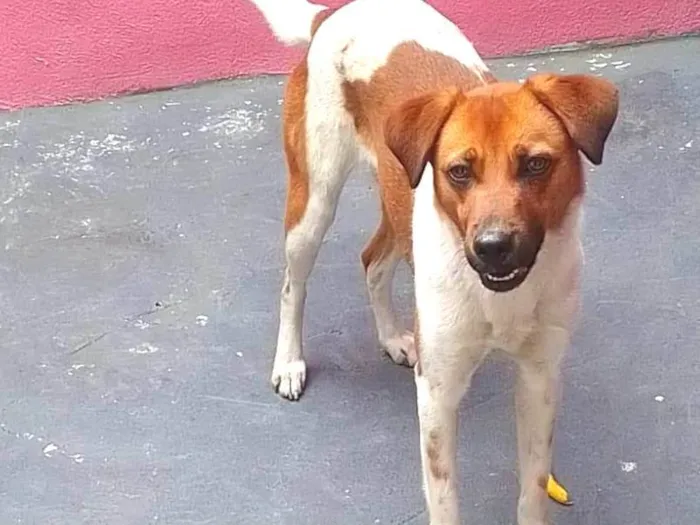 Cachorro ra a SRD-ViraLata idade 2 a 6 meses nome Jully