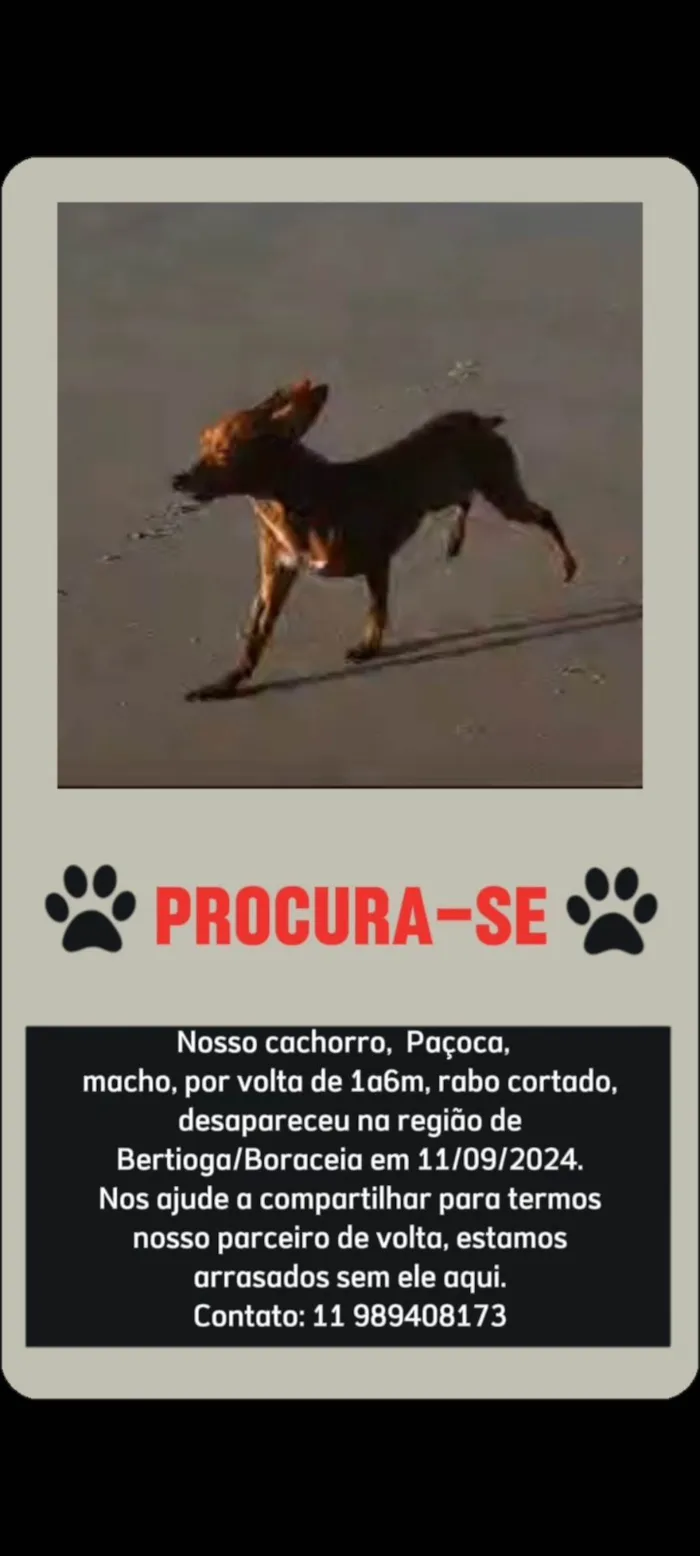 Cachorro ra a SRD-ViraLata idade 1 ano nome Paçoca 