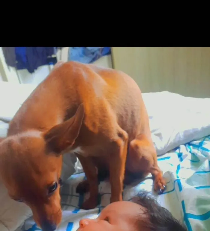 Cachorro ra a SRD-ViraLata idade 1 ano nome Paçoca 