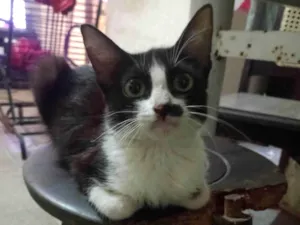 Gato raça SRD-ViraLata idade 2 a 6 meses nome Nana