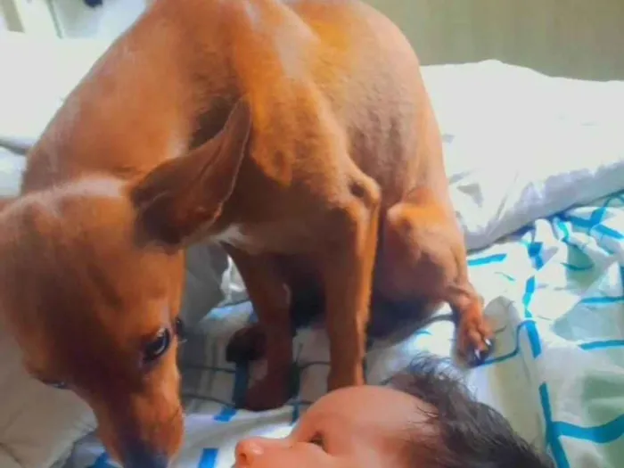 Cachorro ra a SRD-ViraLata idade 1 ano nome Paçoca 